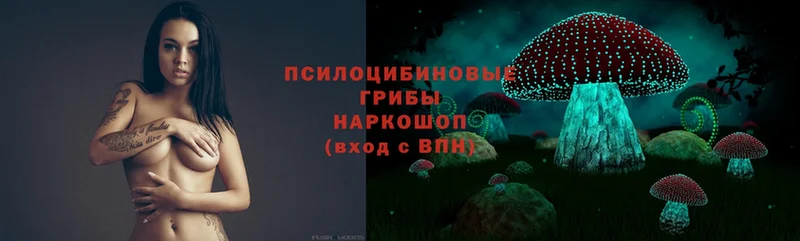 kraken зеркало  Обнинск  Псилоцибиновые грибы Psilocybine cubensis 